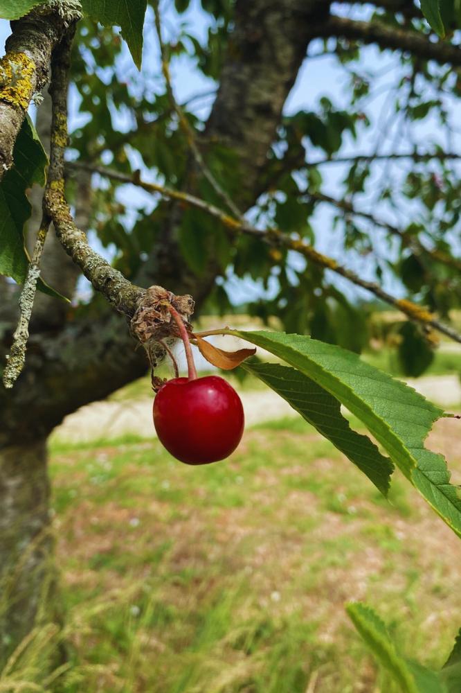 Bigarreau Ulster - Arbres de plein vent - Premium