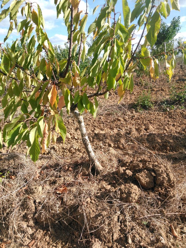 Bigarreau - Géant d'Hedelfingen - Buisson - Force 1 - Penché