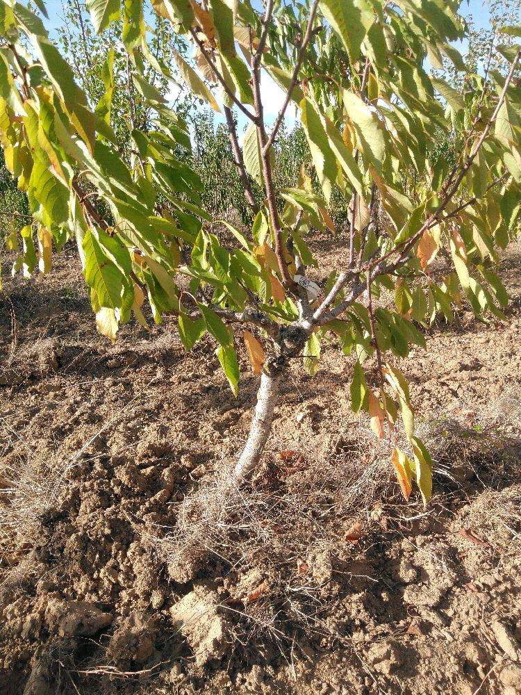 Bigarreau - Géant d'Hedelfingen - Buisson - Force 1 - Penché