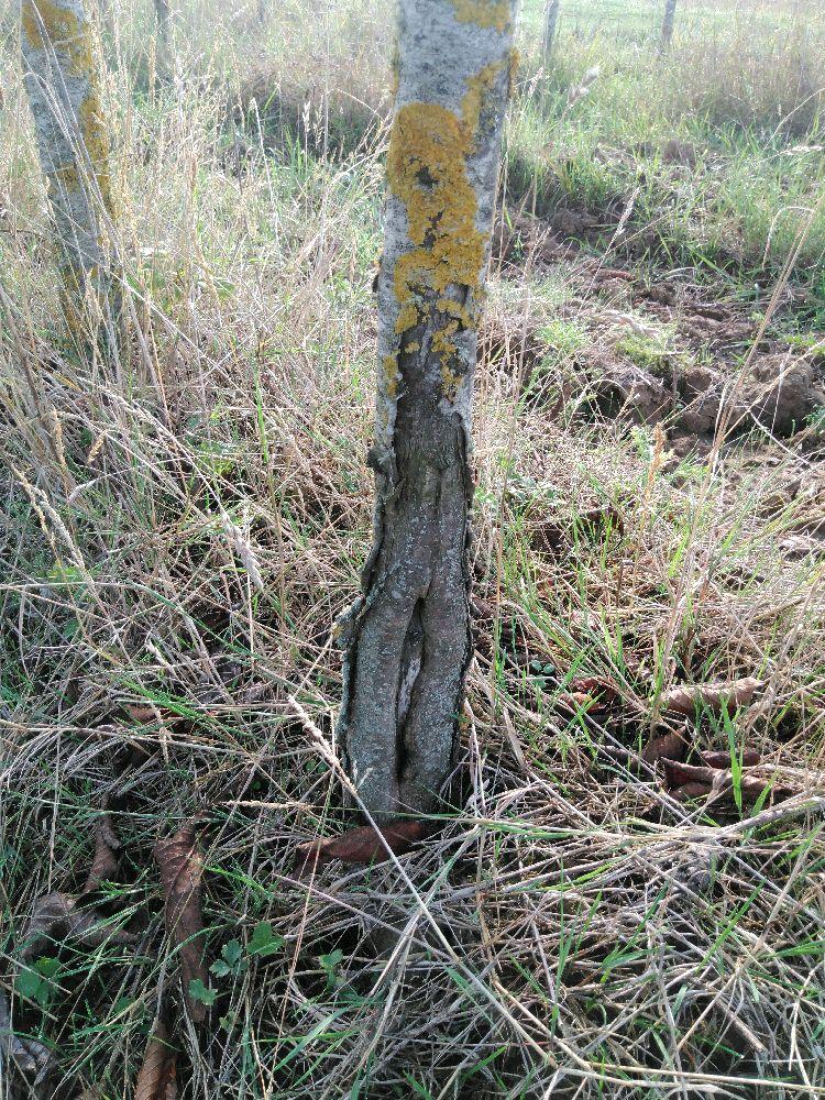 Bigarreau - Moreau - Tige Quart - Force 2 - Cicatrice
