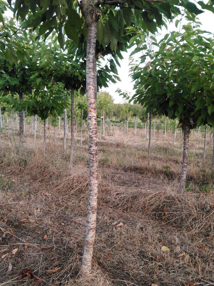 Bigarreau - Tardif de Vignola - Tige Demi - Force 3 - Tête déséquilibrée