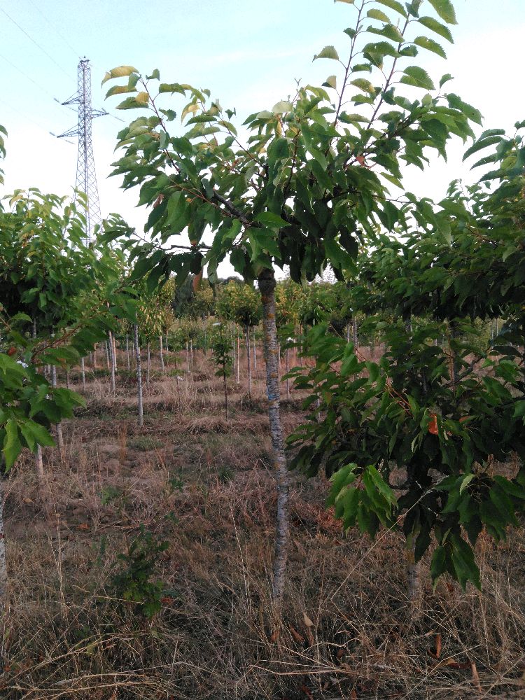 Bigarreau - Tardif de Vignola - Tige Demi - Force 3 - Autre