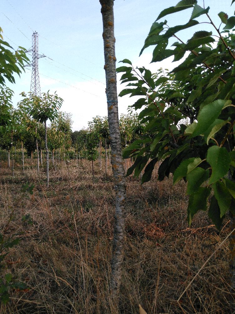 Bigarreau - Tardif de Vignola - Tige Demi - Force 3 - Autre