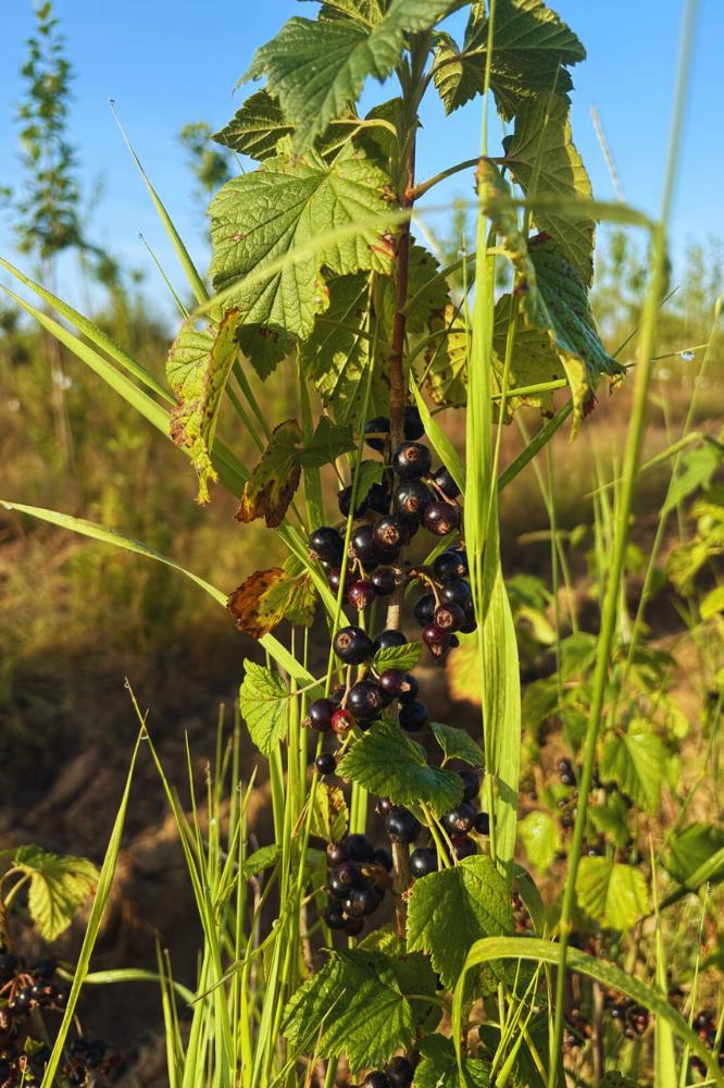 Cassis Blackdown - Premium