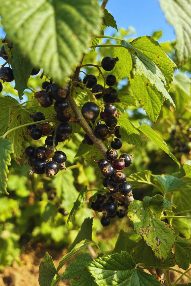 Cassis Cotswold Cross - Premium