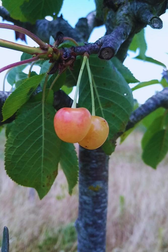 Cerisier Belle de Choisy - Arbres de plein vent - Premium