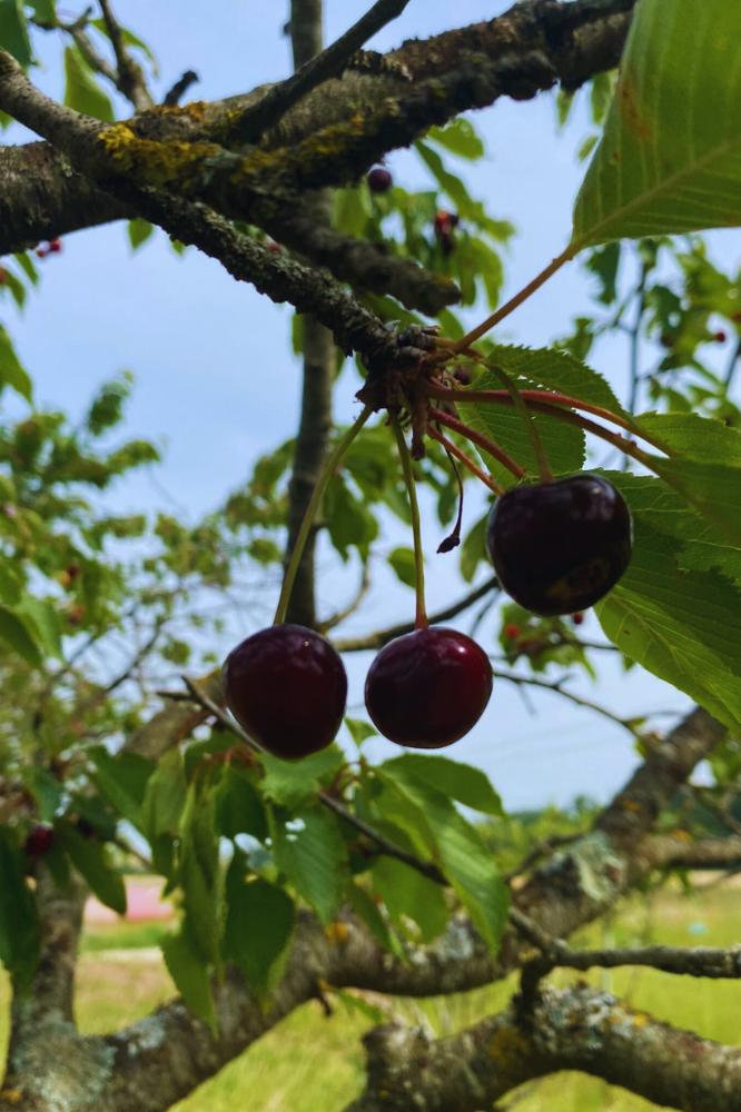 Cerisier Early Rivers - Arbres de plein vent - Premium