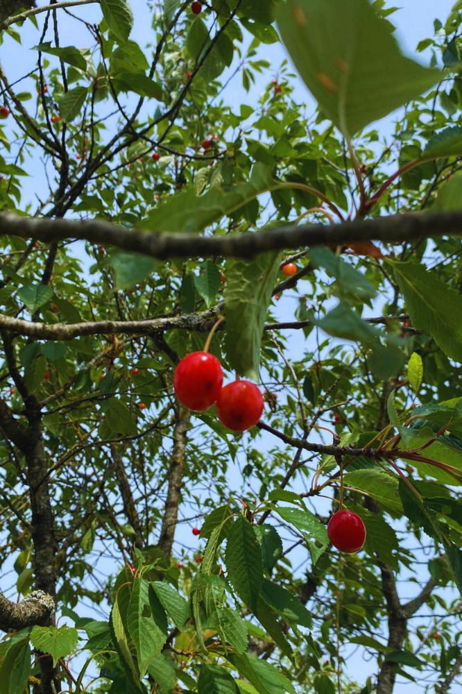 Cerisier Reine Hortense - Arbres de plein vent - Premium