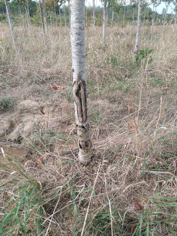 Cerisier Aigre - Montmorency Courte Queue - Tige Haute - Force 1 - Cicatrice