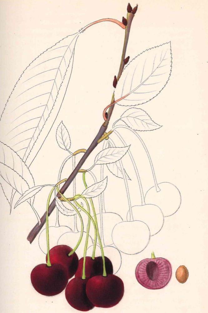 Cerisier Aigre Griotte du Nord - Arbres de plein vent - Premium