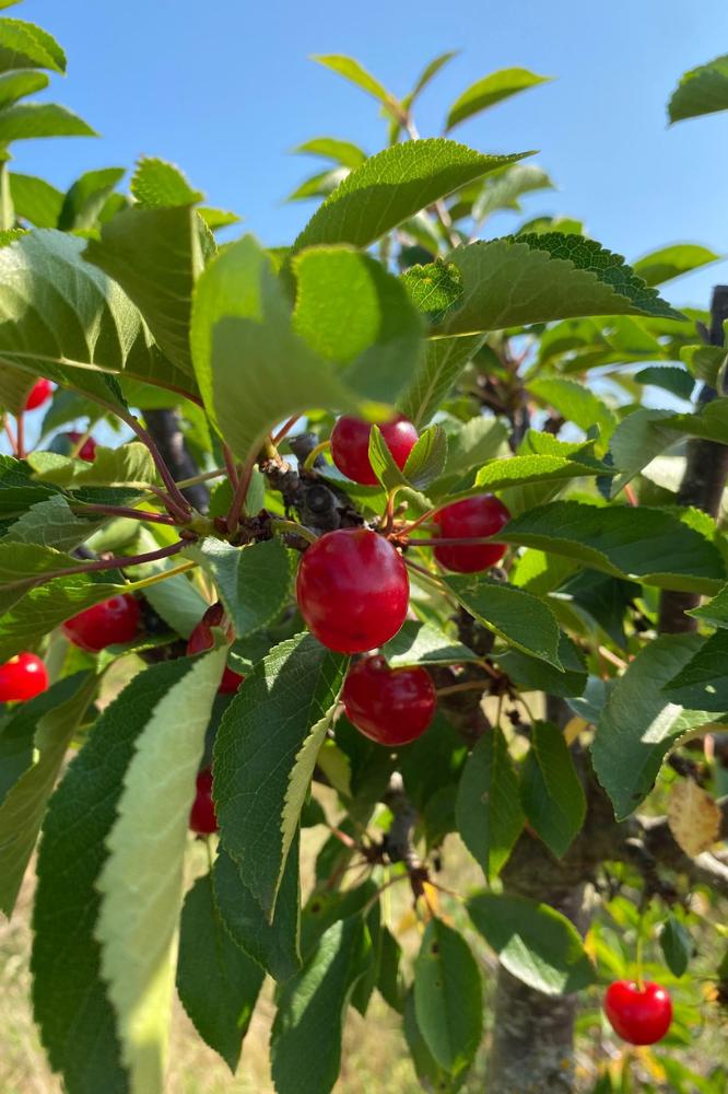 Cerisier Aigre Montmorency de Sauvigny - Arbres de plein vent - Premium