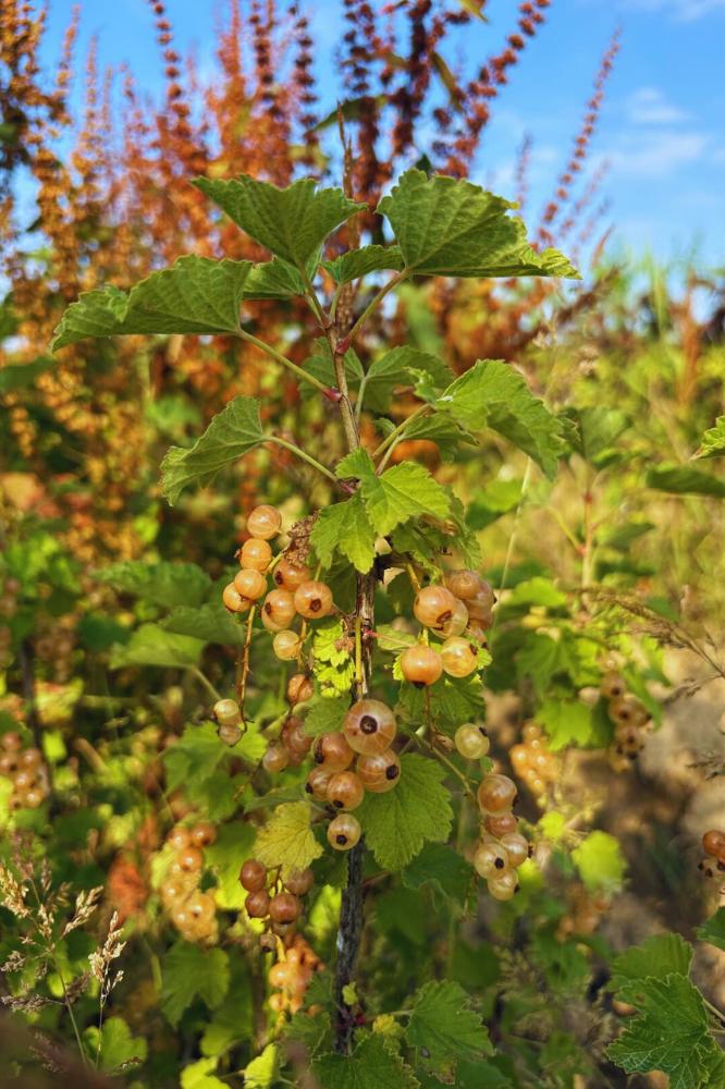 Groseiller Blanc - Premium