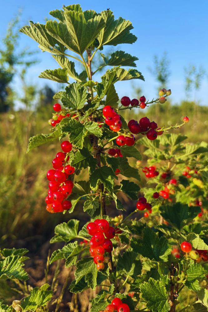 Groseiller Rovada - Premium