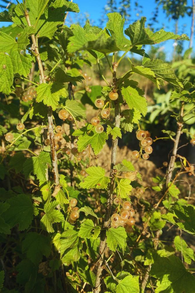 Groseiller Versaillaise Blanche - Premium