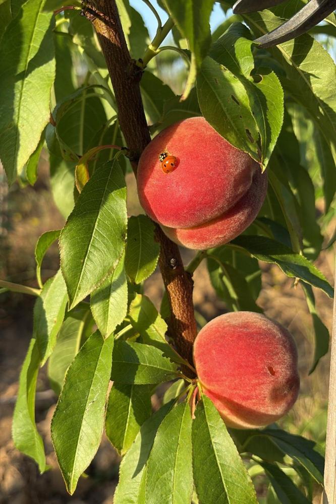 Pêcher Amsden - Arbres de plein vent - Premium