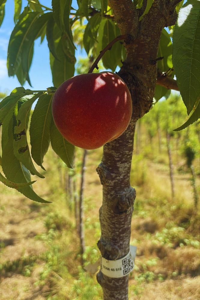 Pêcher Dixiered - Espaliers - Premium