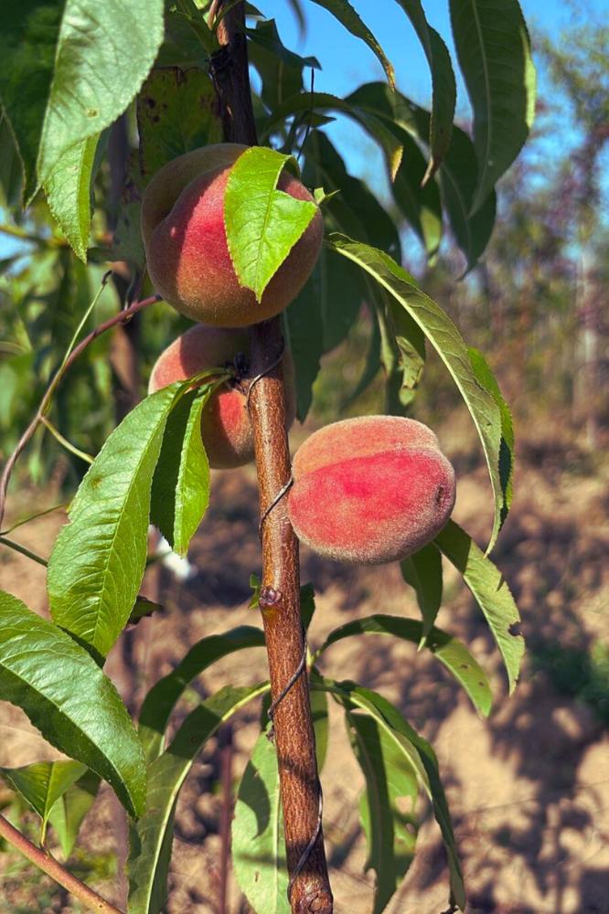 Pêcher Galande - Arbres de plein vent - Premium