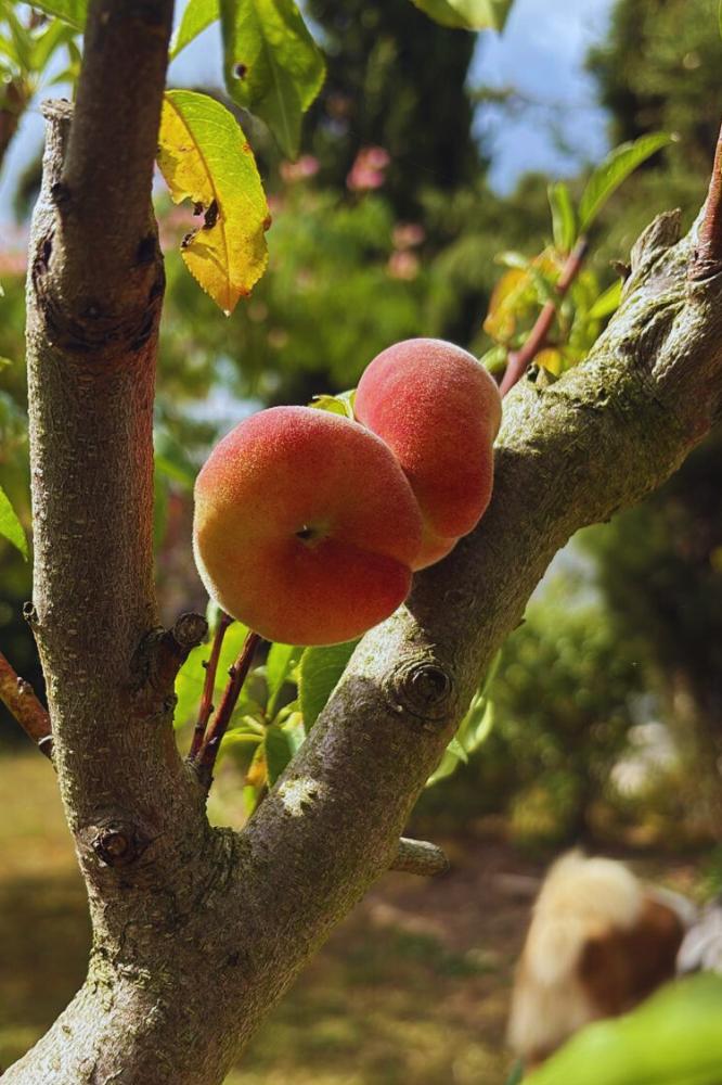 Pêcher Pêche Plate à Chair Blanche - Espaliers - Premium