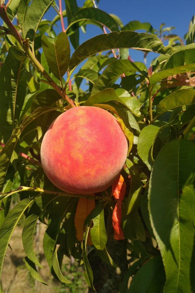 Pêcher Reine des Vergers - Arbres de plein vent - Premium