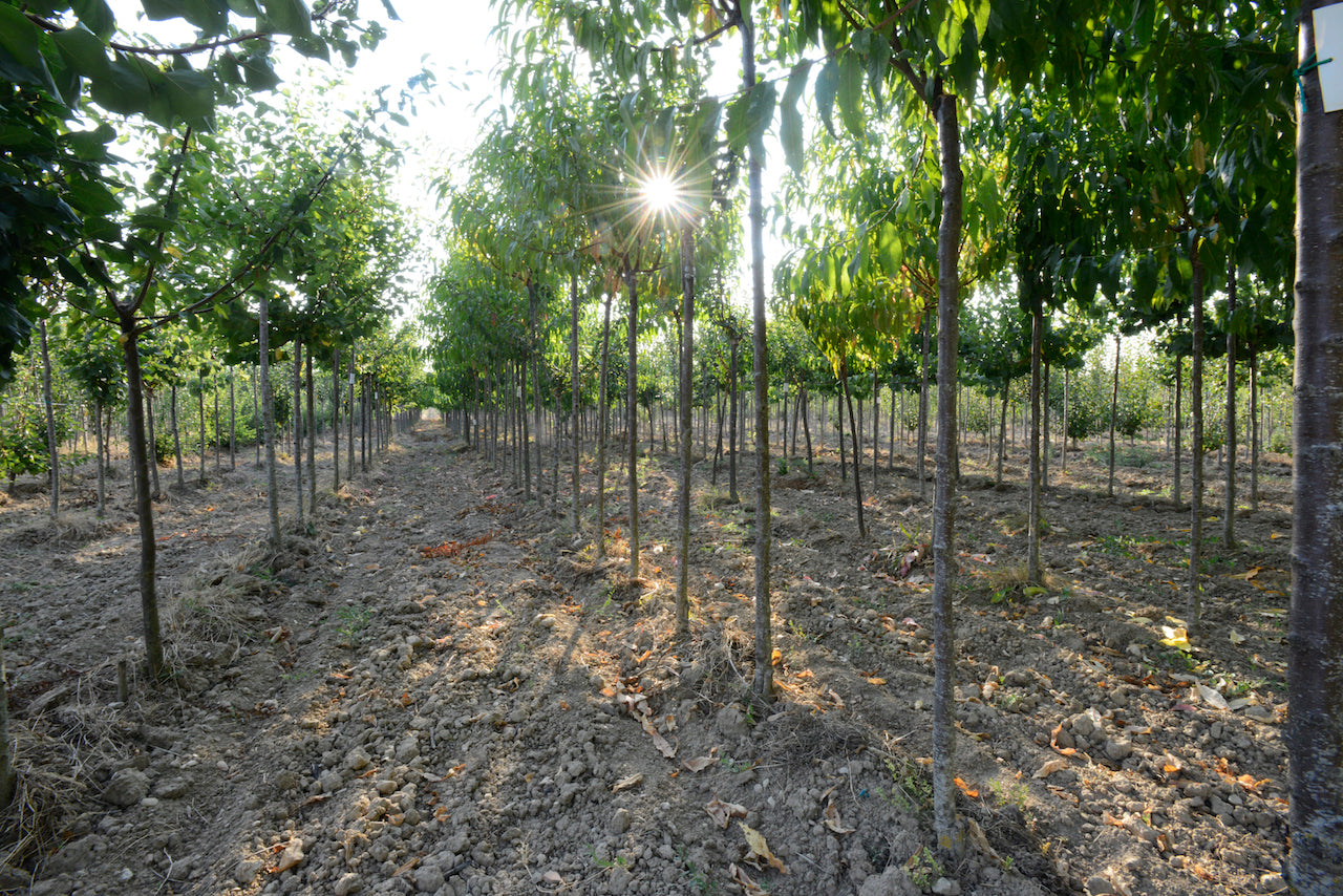 Pépinières BALTET-DUMONT - Vente d’arbres fruitiers Bio