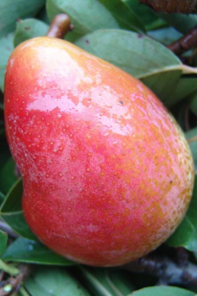 Poirier Beurré Clairgeau - Espaliers - Premium