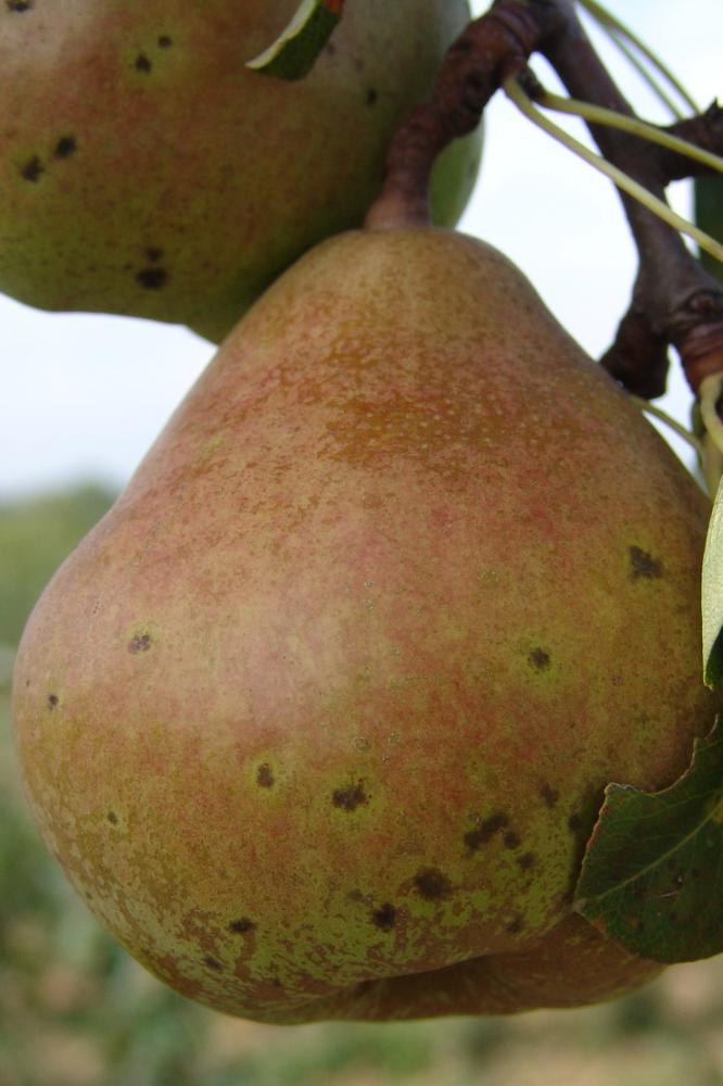 Poirier Charles Ernest - Arbres de plein vent - Premium