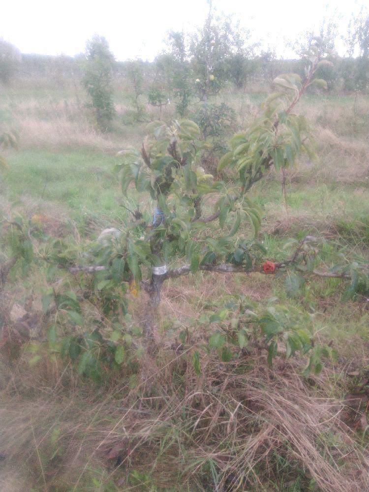 Poirier - André Desportes - Cordon 2 Etages - Force 2 - Autre