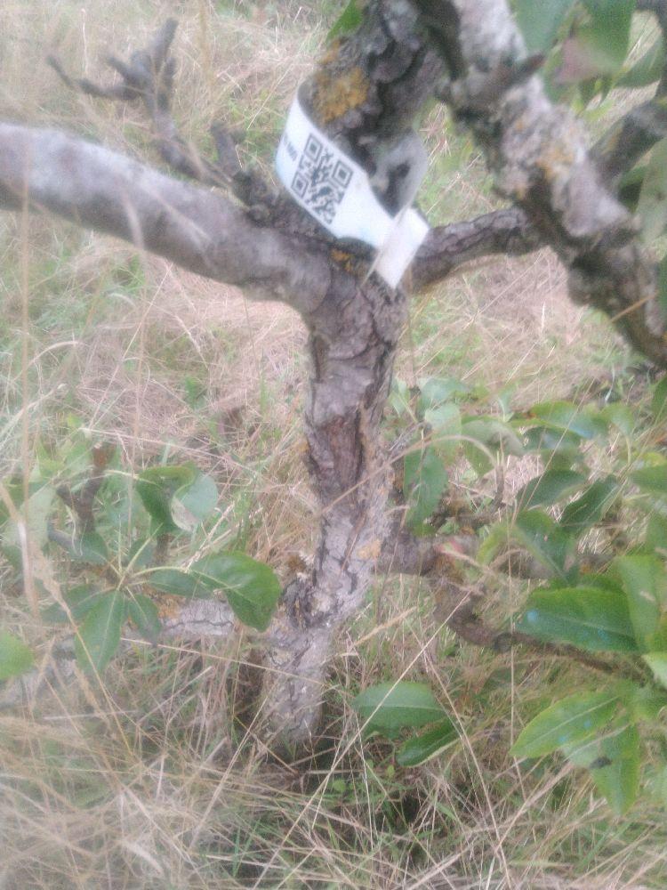 Poirier - André Desportes - Cordon 2 Etages - Force 2 - Autre