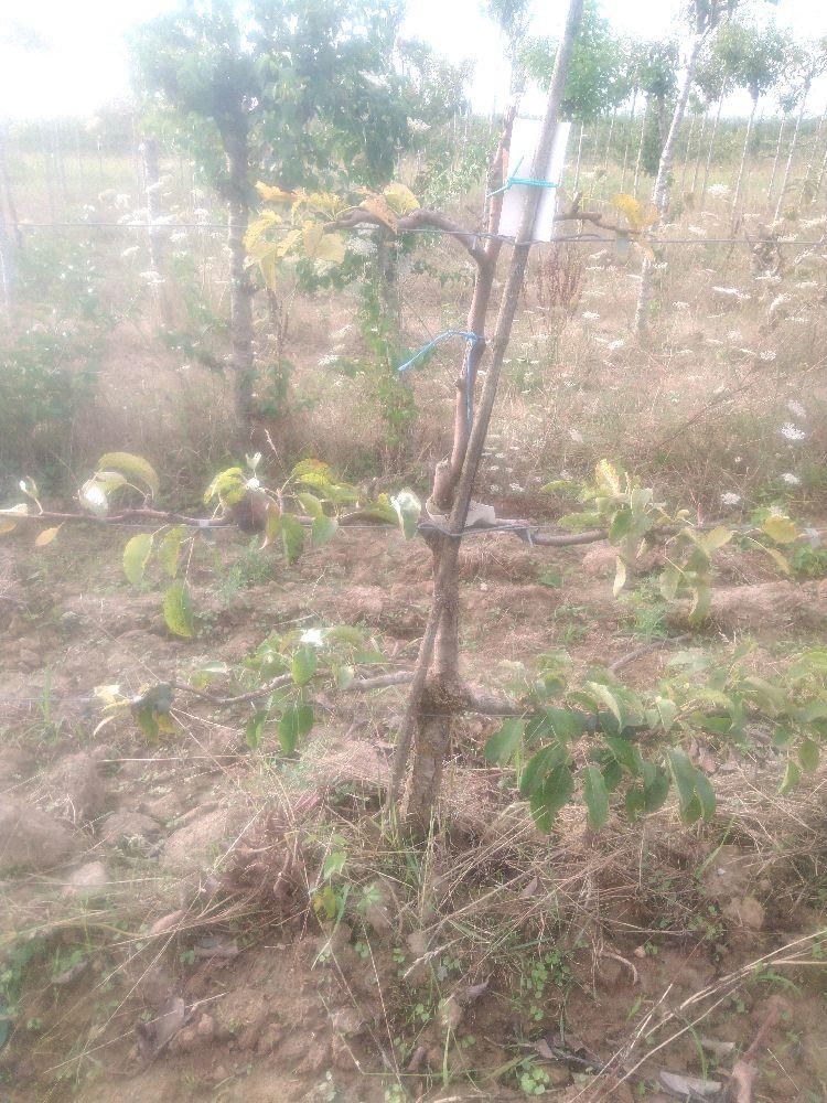 Poirier - André Desportes - Cordon 3 Etages - Force 2 - Autre