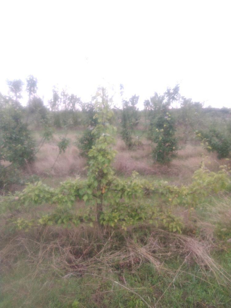 Poirier - Bergamote Crassane - Cordon 2 Etages - Force 5 - Autre