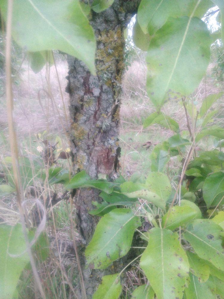 Poirier - Bergamote Crassane - Cordon 2 Etages - Force 5 - Autre