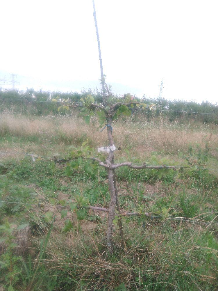 Poirier - Bergamote Crassane - Cordon 3 Etages - Force 2 - Autre