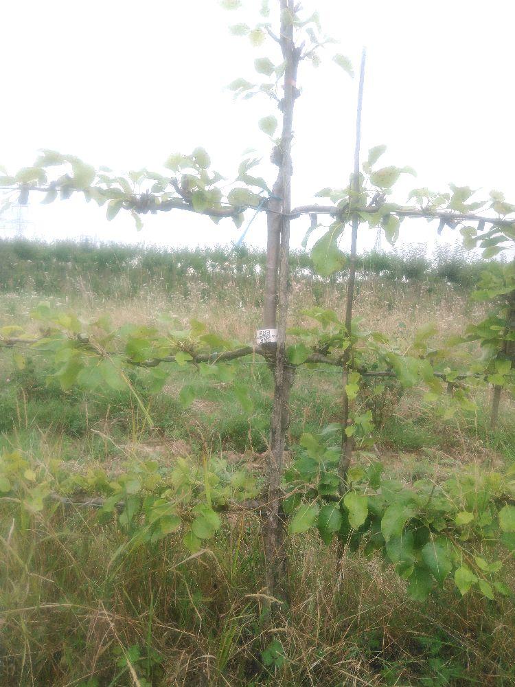 Poirier - Bergamote Crassane - Cordon 3 Etages - Force 3 - Autre