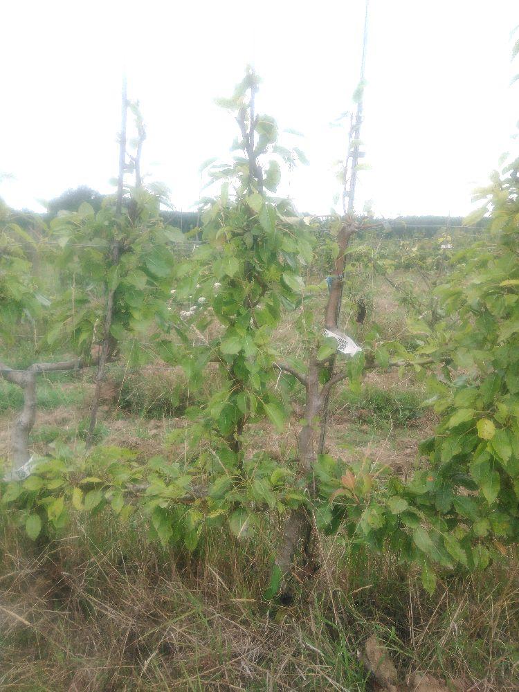 Poirier - Beurré Bachelier - Cordon 2 Etages - Force 2 - Autre