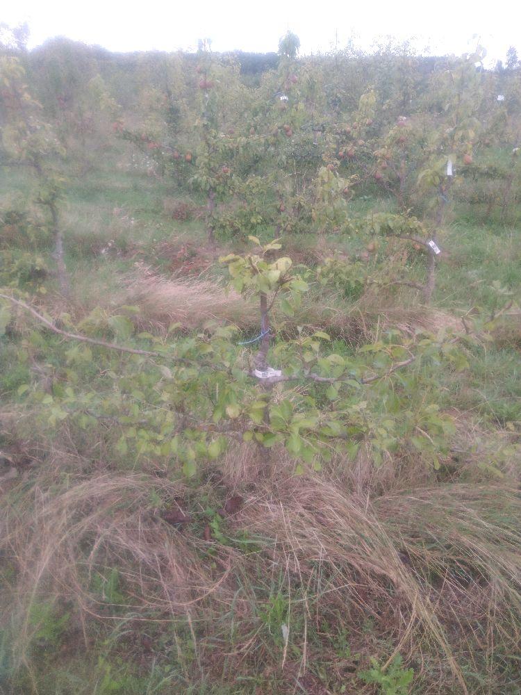 Poirier - Beurré Diel - Cordon 2 Etages - Force 2 - Autre