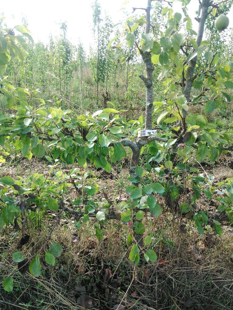 Poirier - Beurré Diel - Cordon 2 Etages - Force 2 - Autre