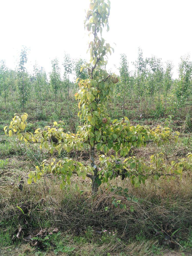 Poirier - Beurré Dumont - Cordon 2 Etages - Force 3 - Autre