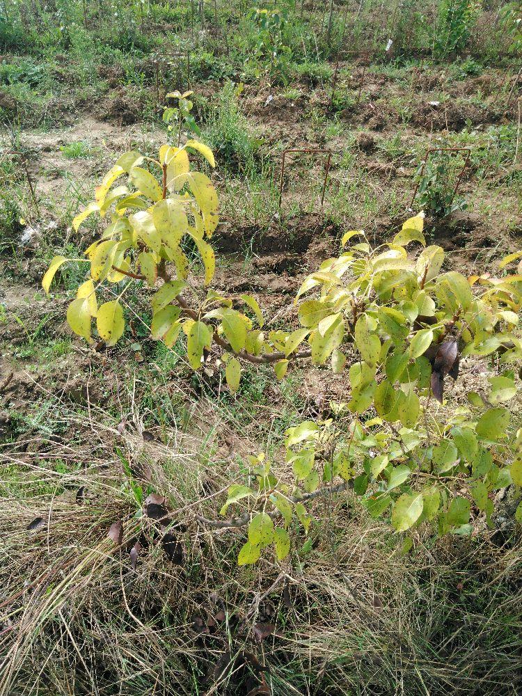 Poirier - Beurré Dumont - Cordon 2 Etages - Force 3 - Autre