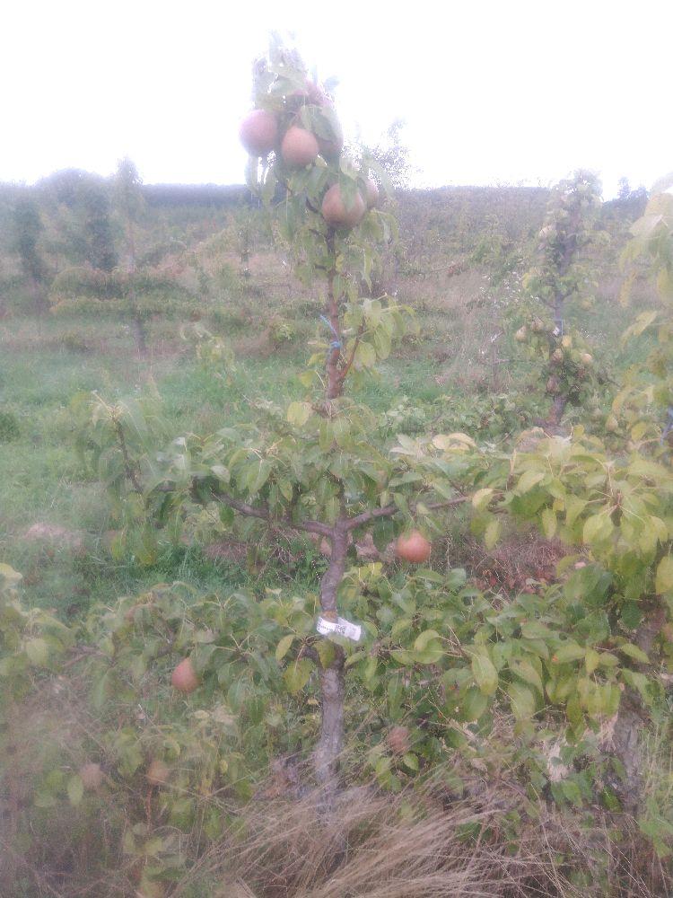 Poirier - Beurré Dumont - Cordon 3 Etages - Force 3 - Autre