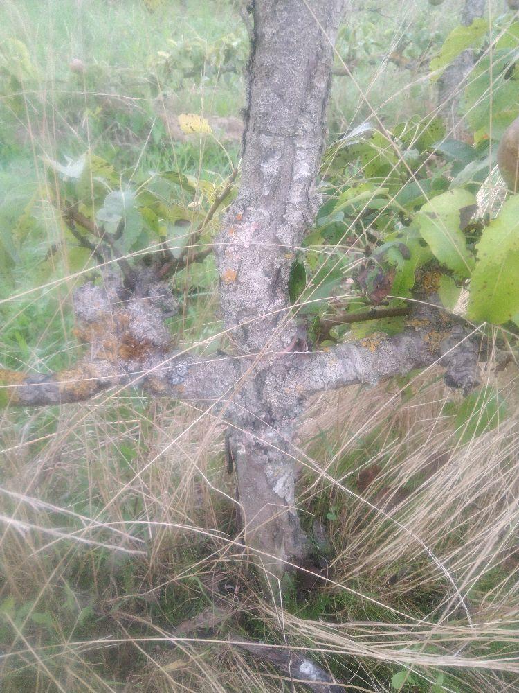 Poirier - Beurré Dumont - Cordon 3 Etages - Force 3 - Autre