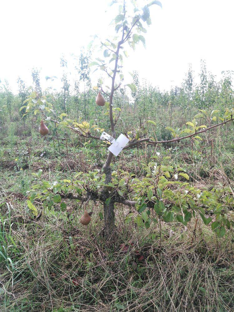 Poirier - Beurré Durondeau - Cordon 2 Etages - Force 1 - Autre