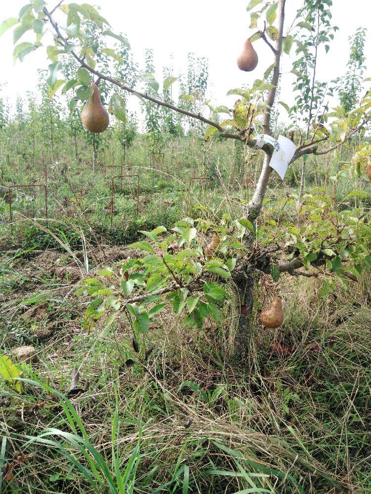 Poirier - Beurré Durondeau - Cordon 2 Etages - Force 1 - Autre