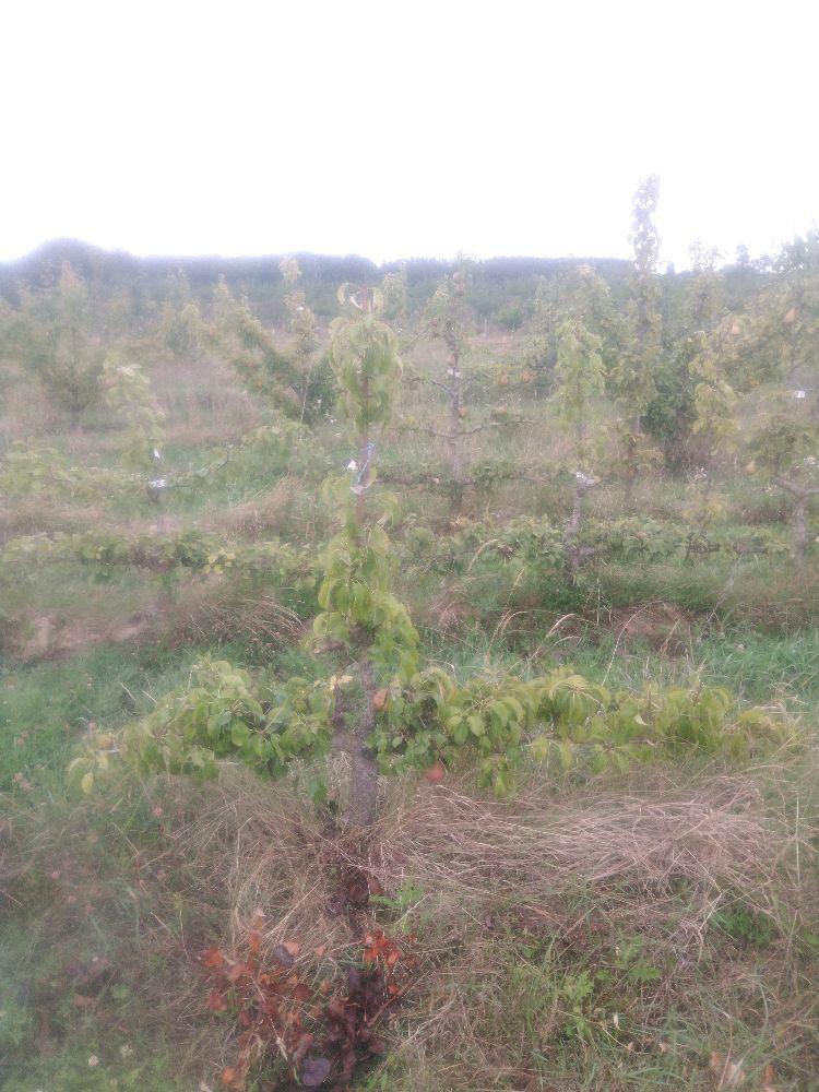 Poirier - Beurré Hardy - Cordon 2 Etages - Force 2 - Autre