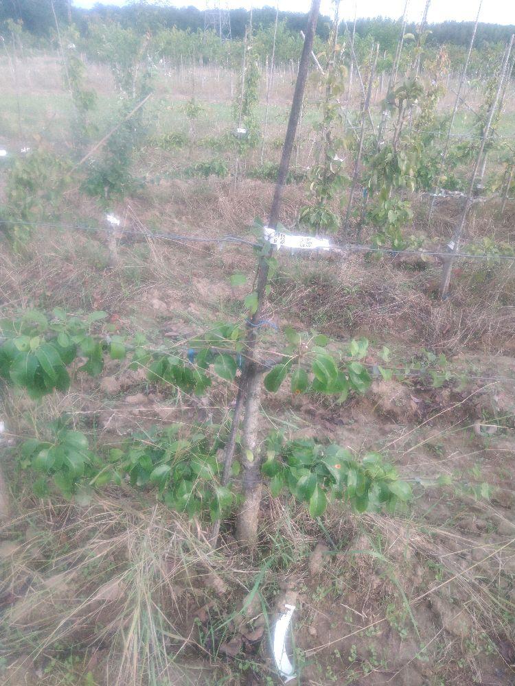 Poirier - Beurré Hardy - Cordon 2 Etages - Force 1 - Autre