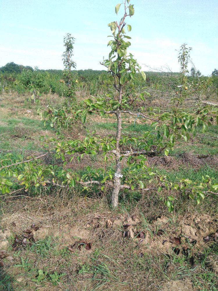 Poirier - Beurré Hardy - Cordon 3 Etages - Force 4 - Autre
