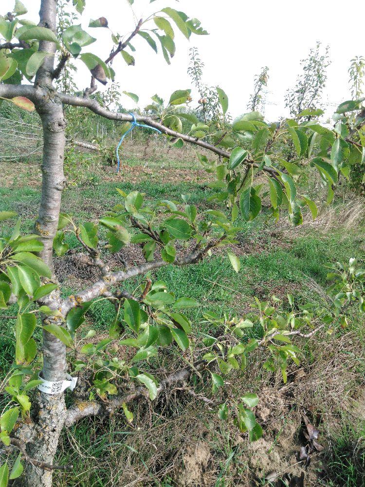 Poirier - Beurré Hardy - Cordon 3 Etages - Force 4 - Autre