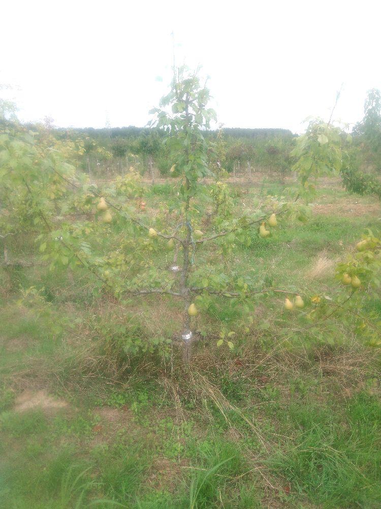 Poirier - Beurré Lebrun - Cordon 3 Etages - Force 3 - Autre