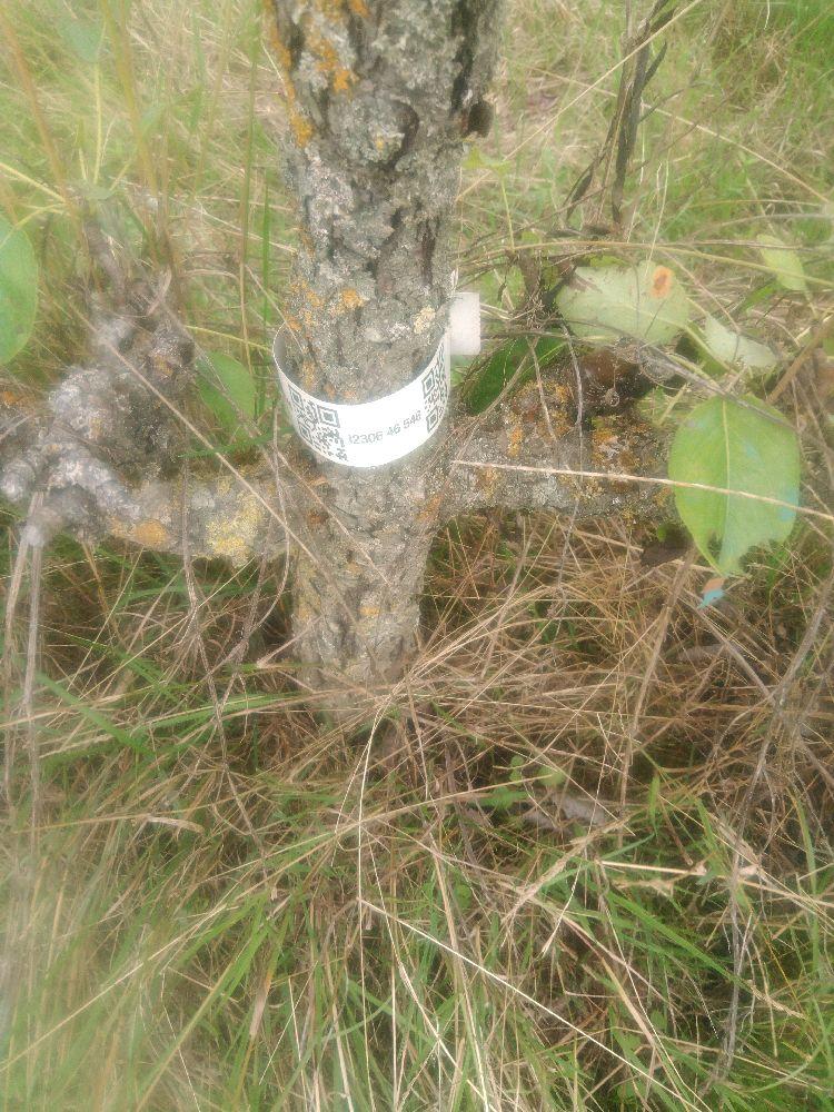 Poirier - Beurré Lebrun - Cordon 3 Etages - Force 3 - Autre