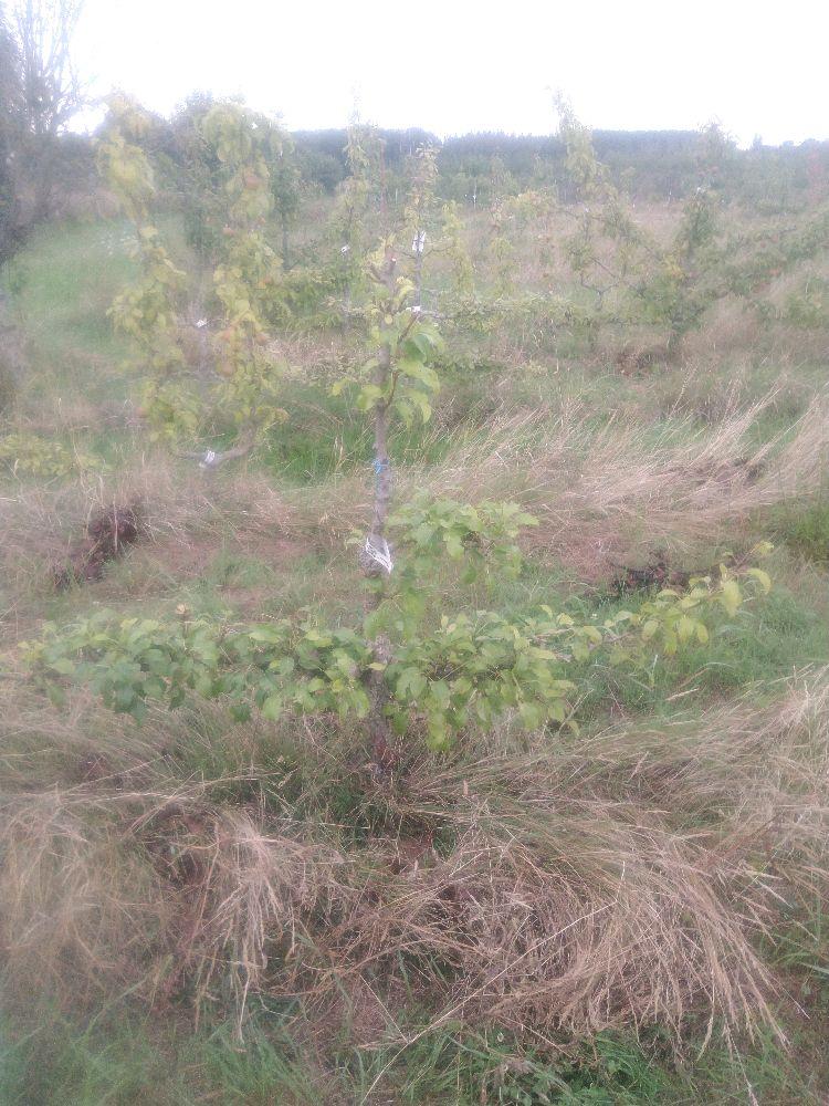 Poirier - Beurré d'Aremberg - Cordon 2 Etages - Force 2 - Autre