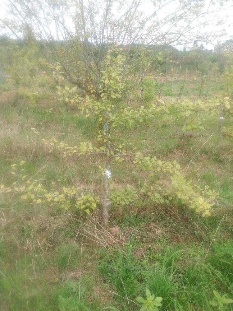 Poirier - Beurré de Naghin - Cordon 3 Etages - Force 2 - Autre